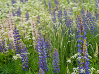 Blooming summer field with purple lupins and white wildflowers. Bright green grass, soft floral tones, and a calm natural atmosphere in the countryside landscape.