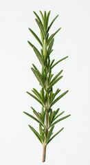Obraz premium Rosemary sprig close-up, showcasing needle-like leaves and textured stem against a white background