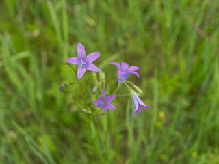 Close-up of wild purple bellflowers on a green meadow background. Delicate wildflowers in their natural environment. Summer landscape showing the simplicity and beauty of wild nature.