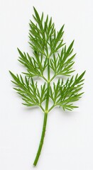 Fototapeta premium Single Delicate Green Parsley Sprig Isolated on White