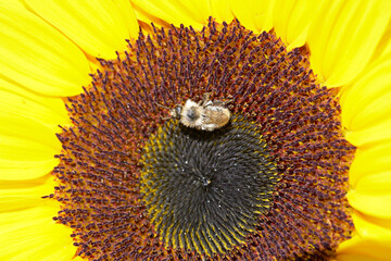 Wildbiene auf einer Sonnenblume