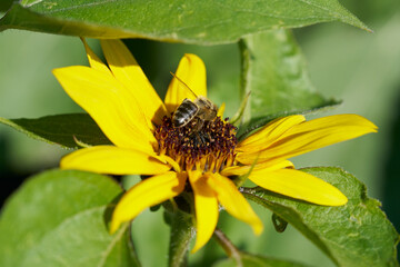Sonnenblume mit Biene