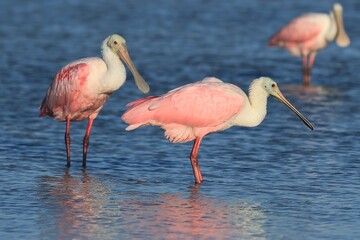 Roseate Spoonbill, Central America, Florida,
