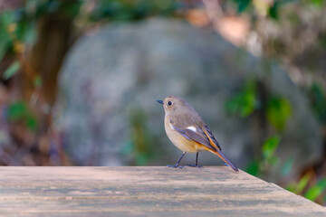 木の上で佇むジョウビタキの雌