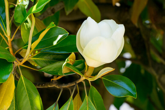 泰山木」の写真素材 | 3,894件の無料イラスト画像 | Adobe Stock