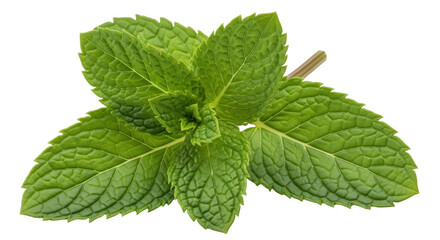 Isolated Mint Leaves