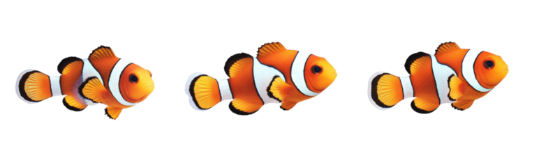 Three Colorful Cartoon Clownfish Swimming Together in a Bright Ocean Environment with Vibrant Colors and Playful Expressions for Creative Projects