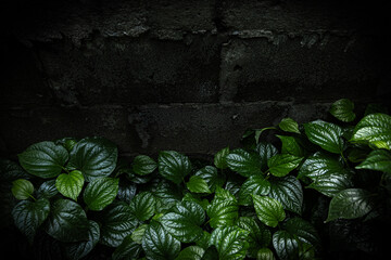 green plant in the wall