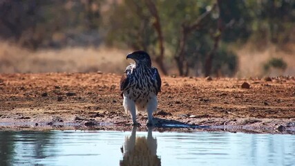 A Bateleur eagle steps into a shallow watering hole in Africa for a bath.