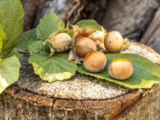 Fresh hazelnuts on leaves atop a tree stump.