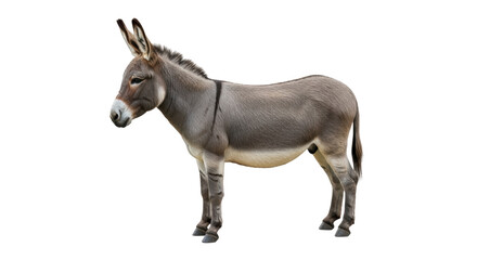Isolated Donkey