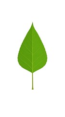 Green leaf, simple, pointed tip