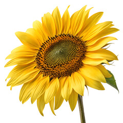 Fototapeta premium Bright yellow sunflower head isolated on transparent background