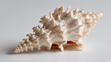 Obraz premium Closeup of a detailed seashell with intricate textures on a clean white background, highlighting its natural beauty and delicate structure from an eyelevel angle