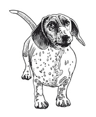 Dachshund, purebred hunting dog, cute pet, standing, looking, front view, sketch, hand drawn outline, vector illustration, white background