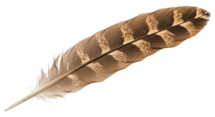 Isolated Brown Feather