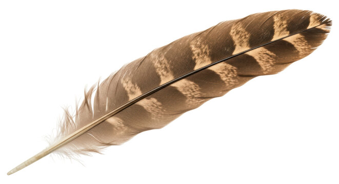 Isolated Brown Feather - Powered by Adobe