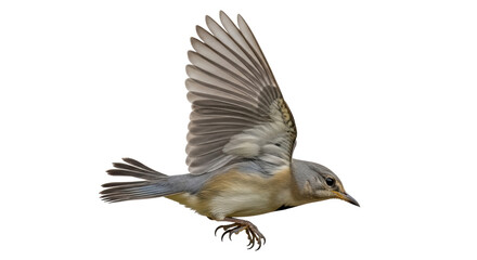 Isolated Bird