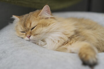 A little kitten is dozing off in its own cat bed. It's so warm and cute