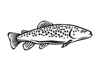 Trout Fish Vector Illustration, Black and White Silhouette Design