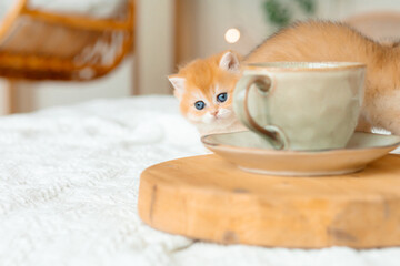 A small ginger kitten with blue eyes peeks out from behind a cup, creating a cozy and warm atmosphere.