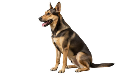 Isolated German Shepherd