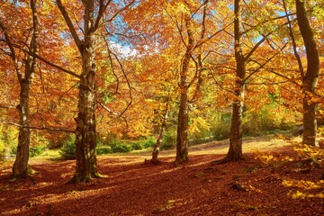 Collection of Beautiful Colorful Autumn Leaves