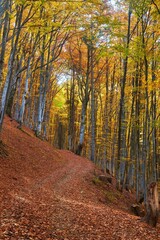 Gorgeous autumn landscape panorama of a scenic forest with lots of warm