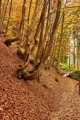 Collection of Beautiful Colorful Autumn Leaves