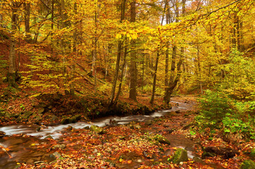 Mountain river in autumn forest. autumn landscape.