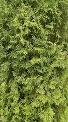 A close-up, detailed shot of dense thuja foliage, creating a rich and vibrant green textured pattern.
