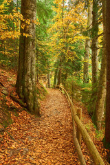 Gorgeous autumn landscape panorama of a scenic forest with lots of warm