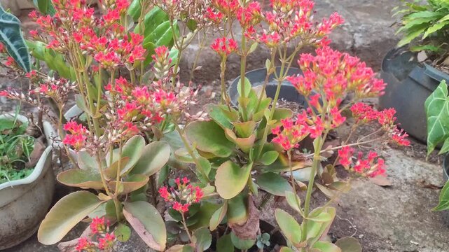 cocor bebek plant with red flowers