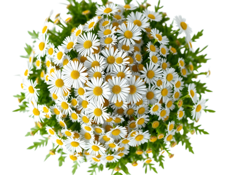 Beautiful daisies arranged in a spherical shape