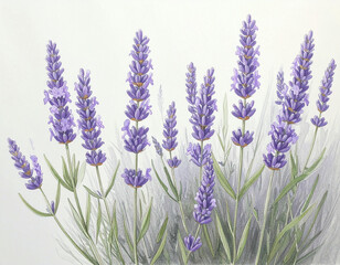 Naklejka premium Watercolor illustration of vibrant lavender plants with purple flower spikes and green foliage.