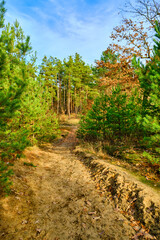 Pine Forest in Early Autumn