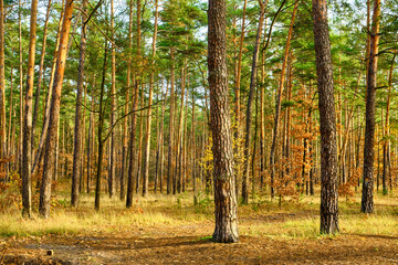 Pine Forest in Early Autumn