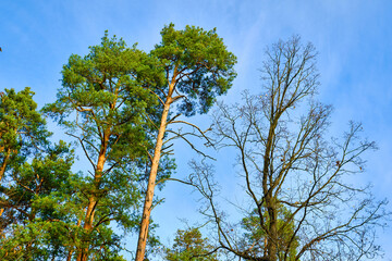 Contrasting Trees Against a Blue Sky