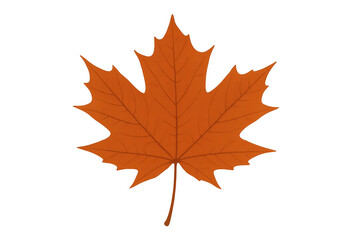Obraz premium Orange maple leaf showing autumn colors on transparent background