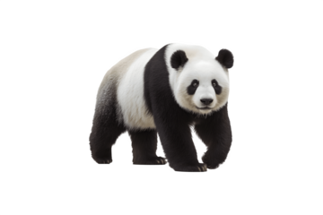 A giant panda resting peacefully in its natural habitat
