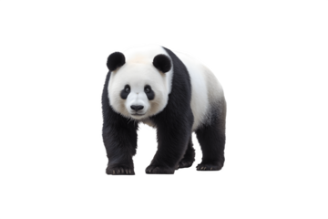 A giant panda resting peacefully in its natural habitat
