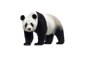 Naklejka premium A giant panda resting peacefully in its natural habitat 