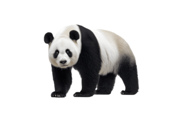 A giant panda resting peacefully in its natural habitat
