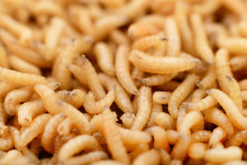 Close up of maggots used as fishing bait and animal feed