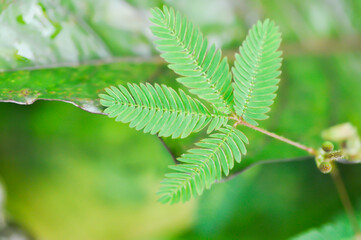 Sensitive plant , Shameplant or Sleeping grass or Mimosa hispidula Kunth or Mimosa pudica L or weed