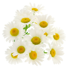 Fototapeta premium Beautiful daisies flowers isolated on white background