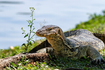 Asian Water Monitor lizard (Varanus salvator) near lake at Lumphini Park, Bangkok, Thailand. Tree root, blooming plant next to it.
