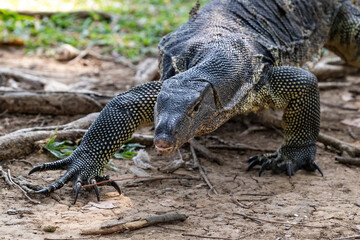 Asian Water Monitor lizard (Varanus salvator) at Lumphini Park, Bangkok, Thailand. Walking towards camera; front claw spread. 
