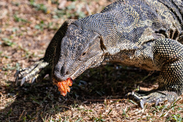 Closeup portrait of asian Water Monitor lizard (Varanus salvator) in Lumphini Park, downtown Bangkok. Eating piece of meat. Grass in background. 
