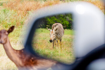 zebra close up, Fossil Rim Wildlife Center - Glen Rose, Texas, USA
